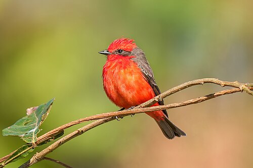 The image the robot downloaded to storage/app/scrapes/images/commons.wikimedia.org/ — the Wikimedia Commons "Picture of the day": a Scarlet Flycatcher photographed by Giles Laurent (CC BY-SA 4.0, via Wikimedia Commons)